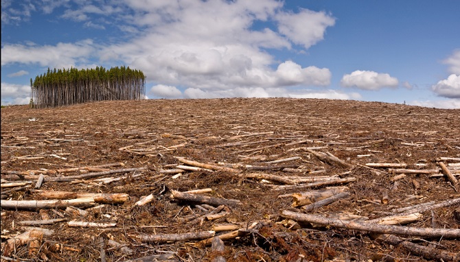 the-effects-of-deforestation-to-human-existence-okikiko