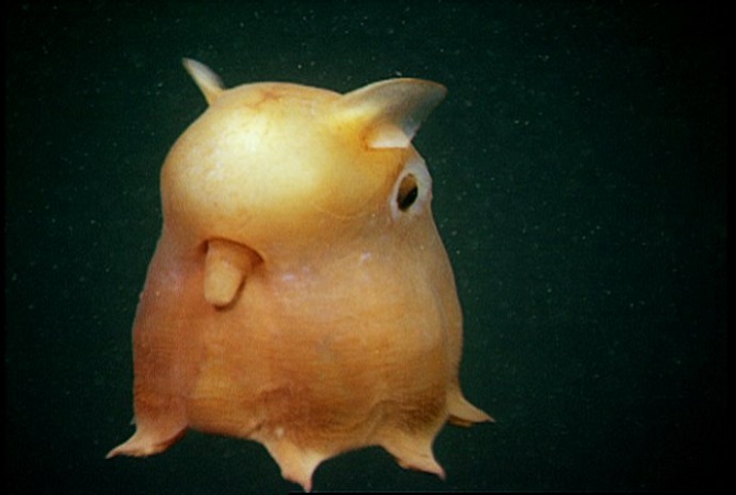 deep ocean creature
