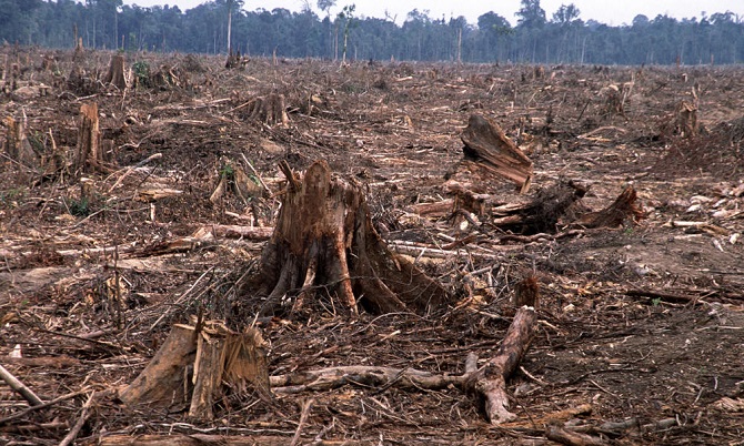 the effects of deforestation